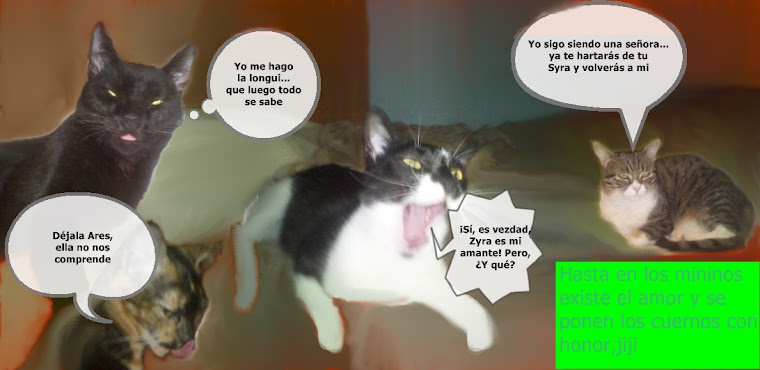 Discusión entre mis gatos.