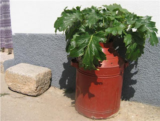 RECICORA: >Bidones-Barriles