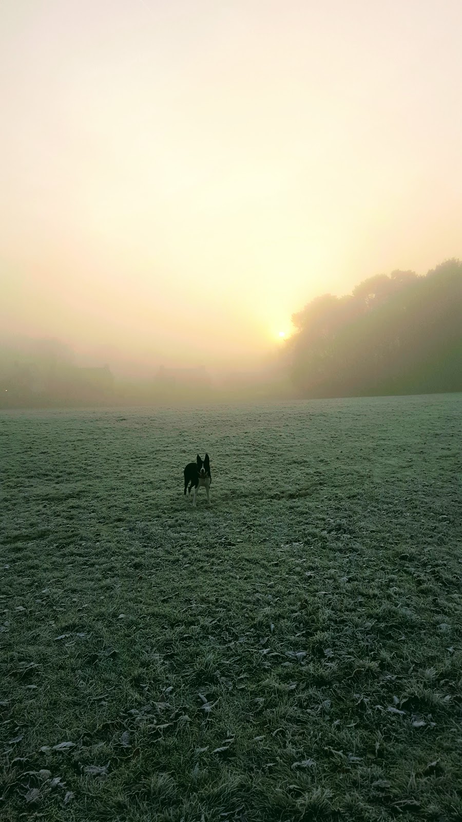Mollies Foggy And Frosty Walk