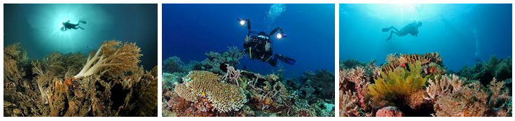 Diving, blok Tanjung Kailupa, blok Pulau Babua, blok Atol Pastofiri