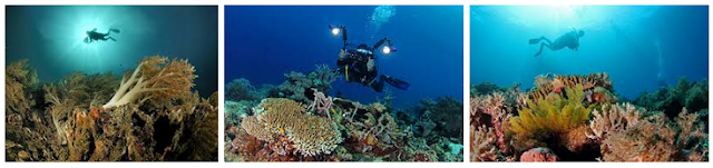 Diving - Wisata Bahari Halmahera Barat