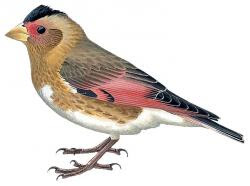Eurasian Crimson-winged Finch