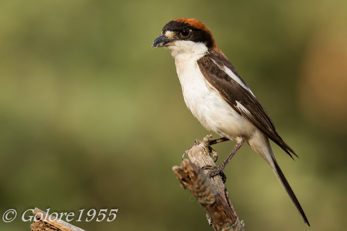 FOTOGRAFÍA DE FAUNA: AVES-VARIAS