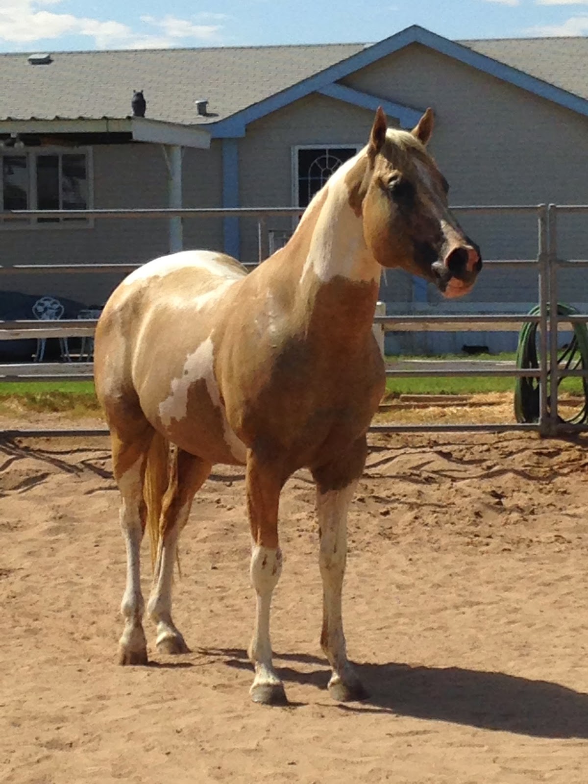 Whispering Horse Ranch Sacred Heat 2009 APHA Stallion
