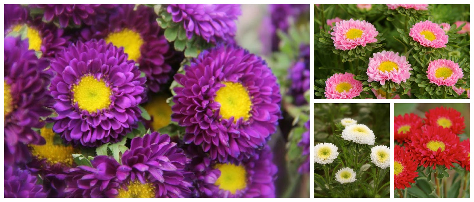 Skyline Flower Growers Matsumoto Asters "beautiful crown"
