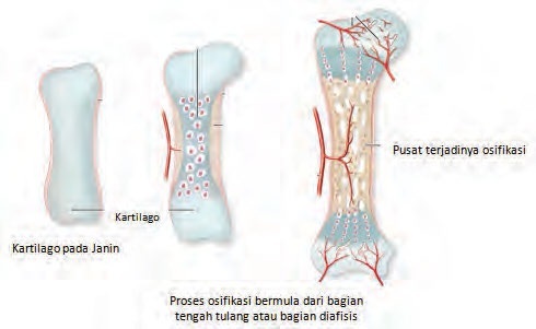 Materi Ipa Kelas 8 Pengertian Fungsi Dan Struktur Rangka Pada Manusia Your Chemistry A