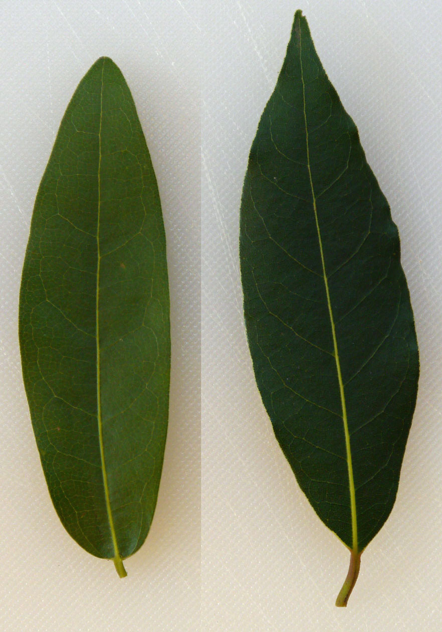 Вытянутые листья. Как сделать длинный лист. Длинные вытянутые листья. Как сделать длинный лист. Тропические листья для вырезания.