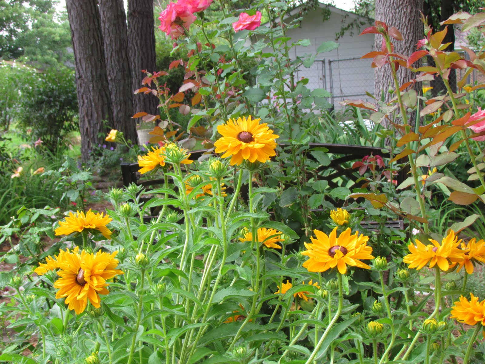 Gardening with Juanita Mystery Plant