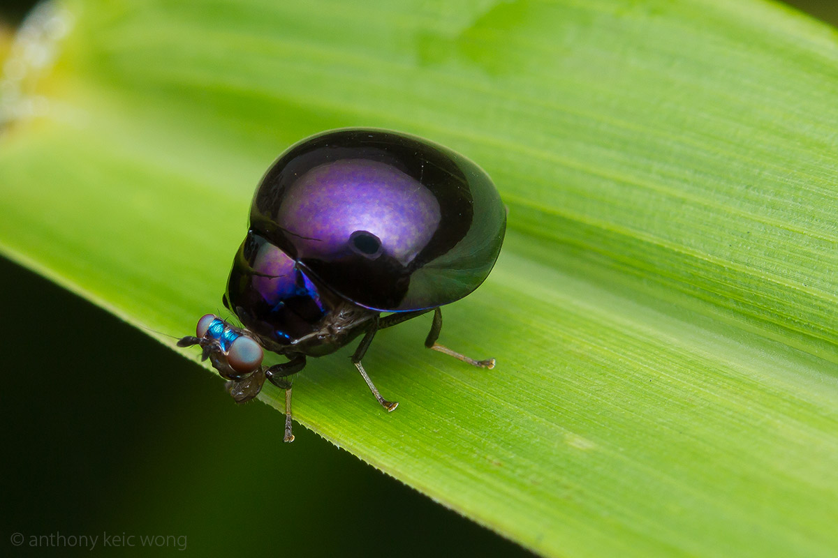 Macro Photography Beetlebacked fly (Celyphidae)