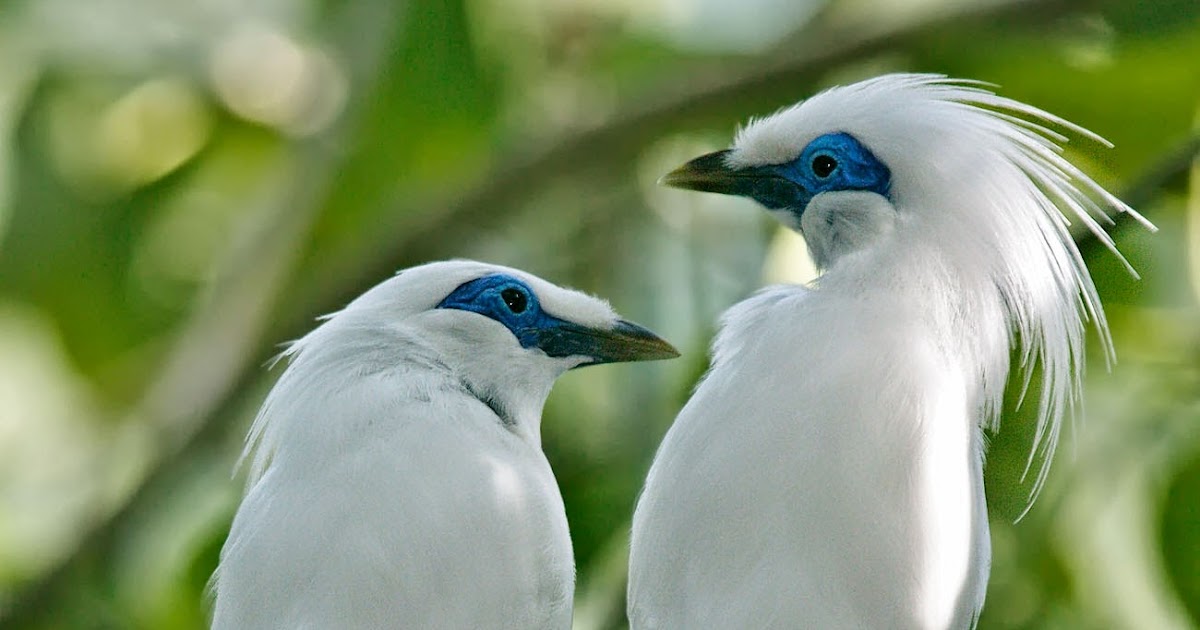 Amatonthee s Daftar Flora  dan  Fauna  Langka di Indonesia