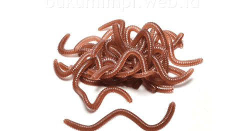 Tafsir Mimpi Cacing Menurut Islam - Buku Mimpi