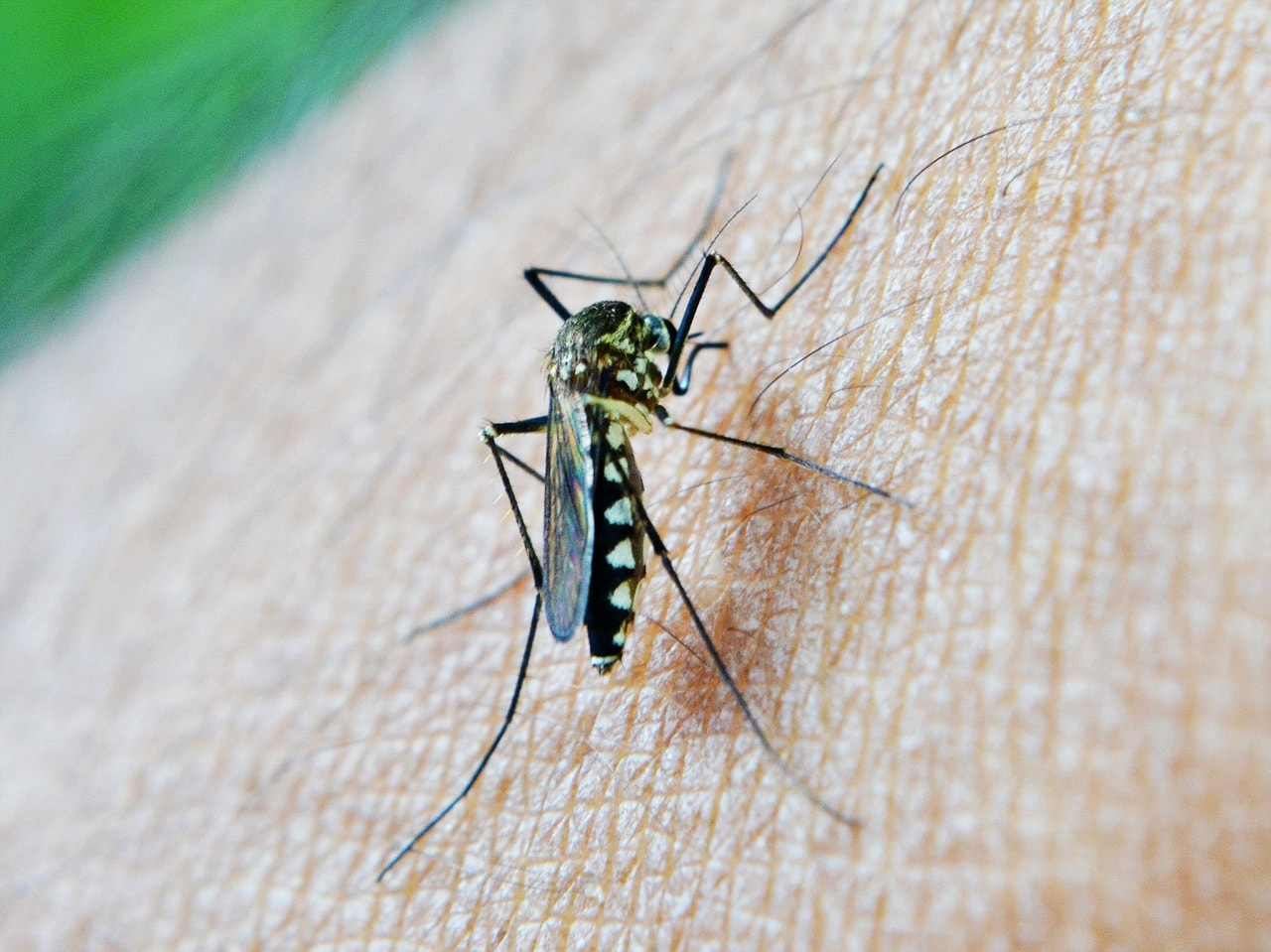 Nyamuk Penyebab Malaria