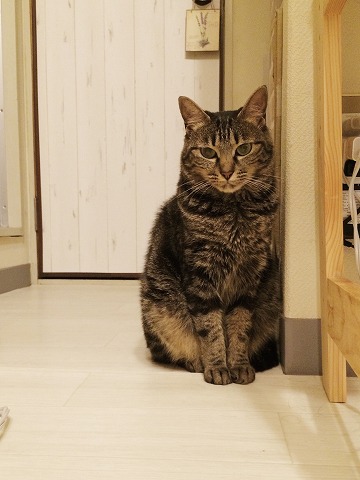 お座りしてるキジトラ猫