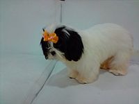 White Shih Tzu dog with black head and hears White Shih Tzu dog with black head and hears