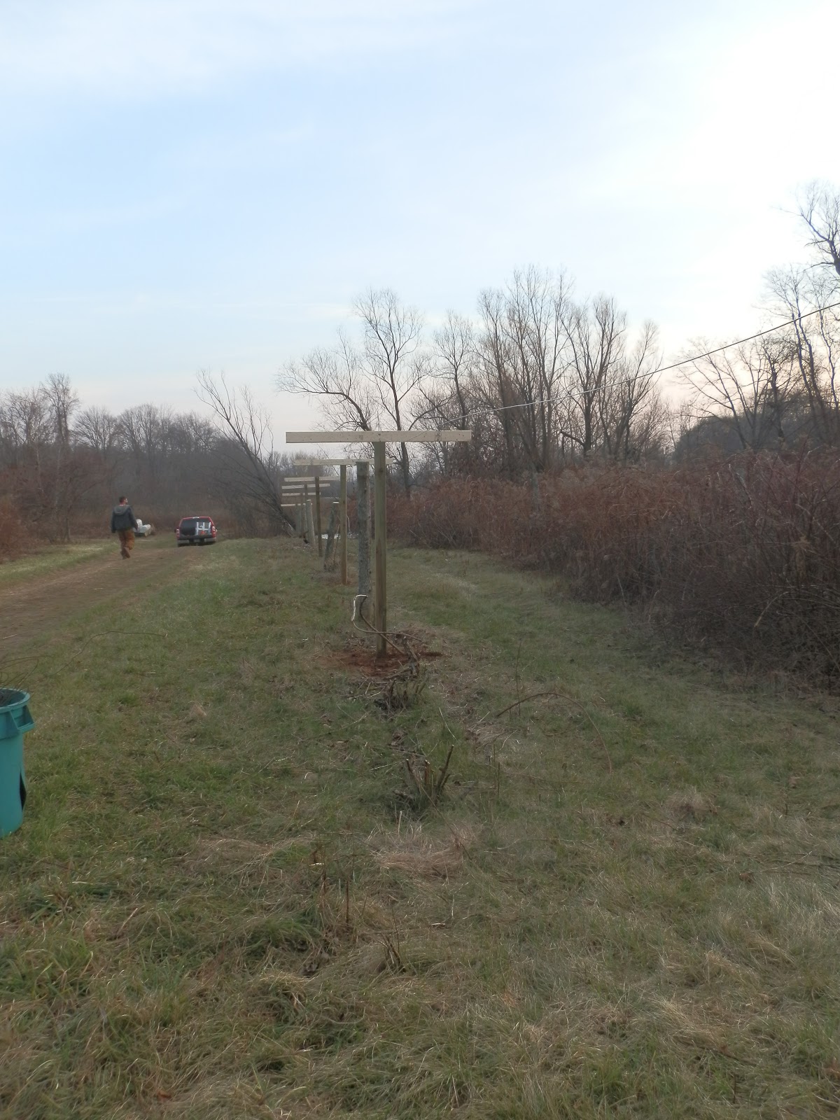 Ridge Berry Farm Arctic Kiwi Trellises