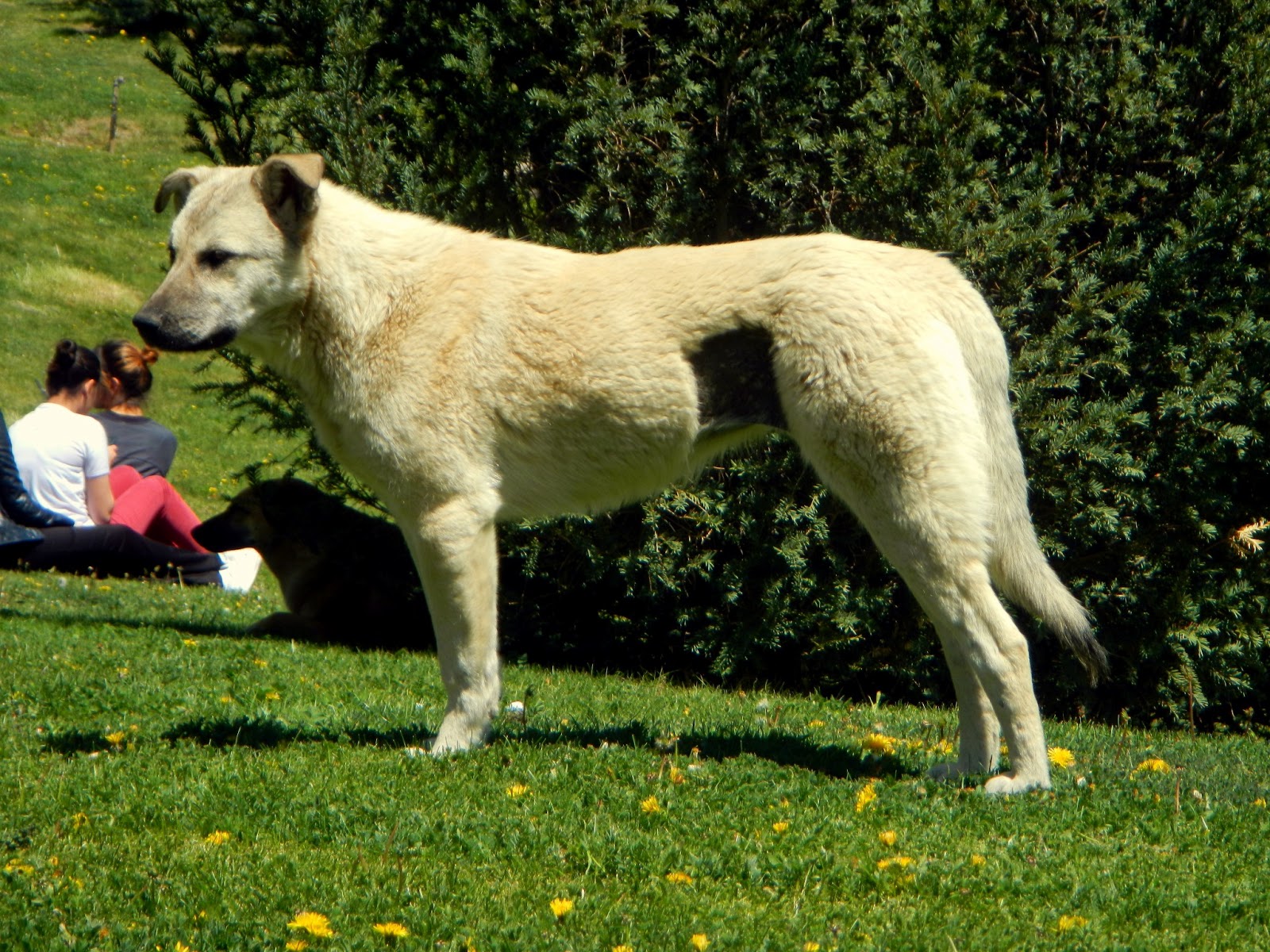 Mutlu Köpek Isırmaz