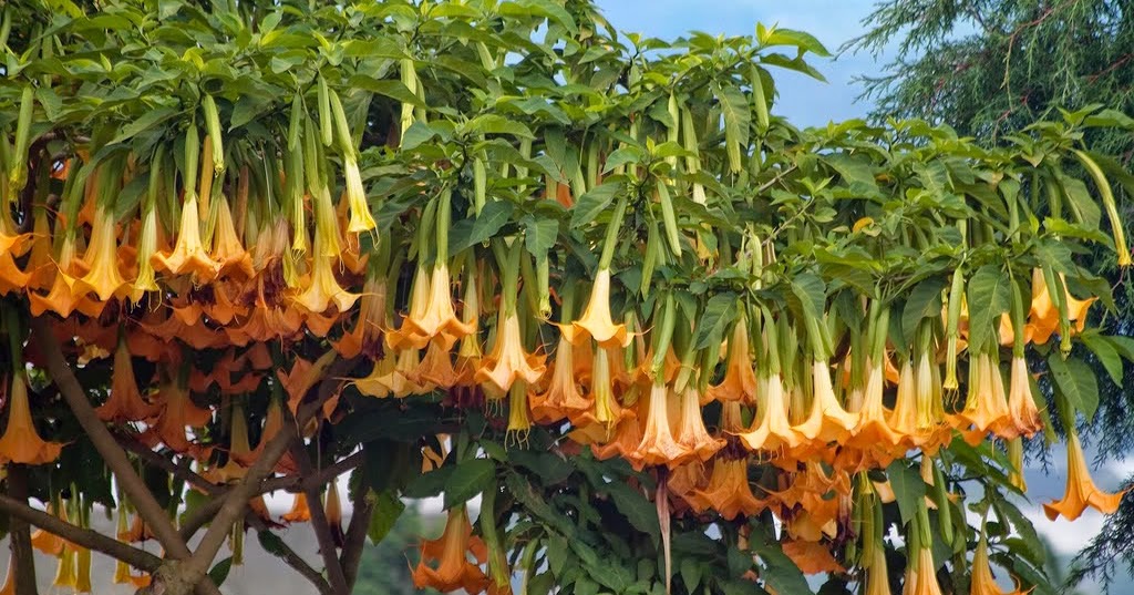 32+ Trumpet Flower Tree Images