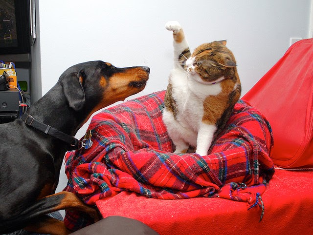 Musuh abadi kucing | Kumpulan Gambar Kucing