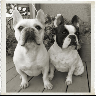 Two French Bulldogs: Black and White Sunday