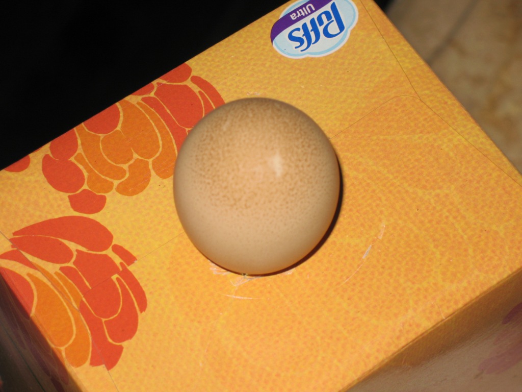 Razzberry Corner Candling of Guinea Eggs