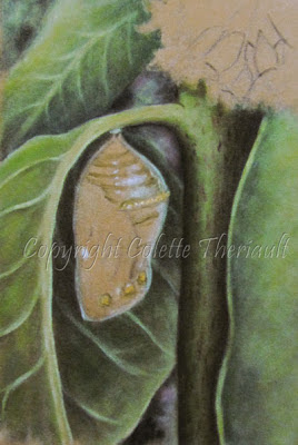 Progress of Monarch chrysalis painting in pastel by Canadian Artist Colette Theriault