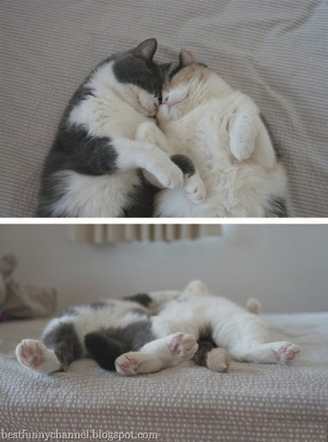 Sleeping cats