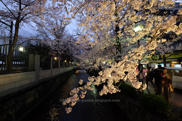 คลอง Takase-gawa Kyoto sakura light up
