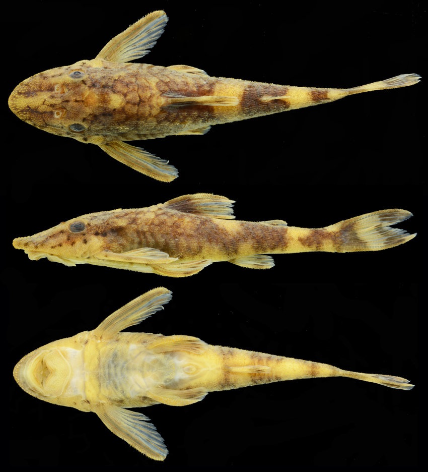 Species New to Science [Ichthyology • 2018] Parotocinclus yaka • A New