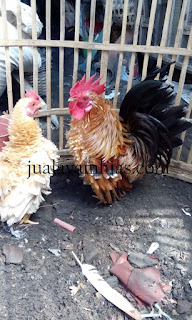 Galeri Foto Ayam Kate Walik Terbaru 4 Foto Ayam Kate Walik Terbaru Jual Ayam Hias Ayam Kate Walik Dewasa
