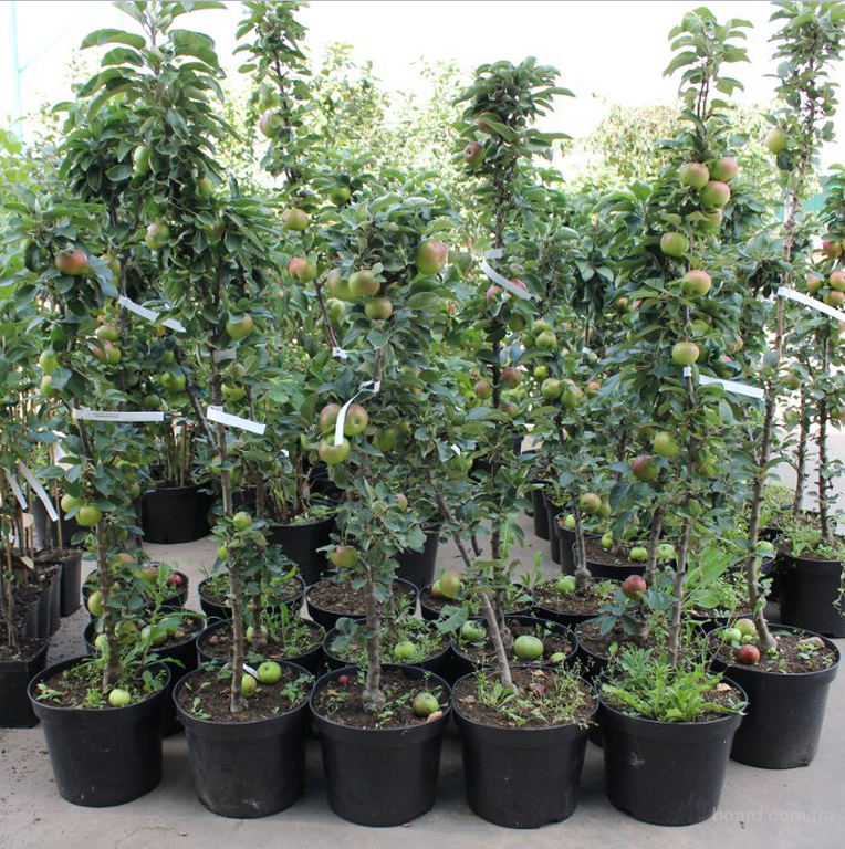 рассада яблоня колоновидная. груша колоновидная саженец. выращивание колоновидных. колоновидная яблоня черешня груша. выращивание колоновидных.
