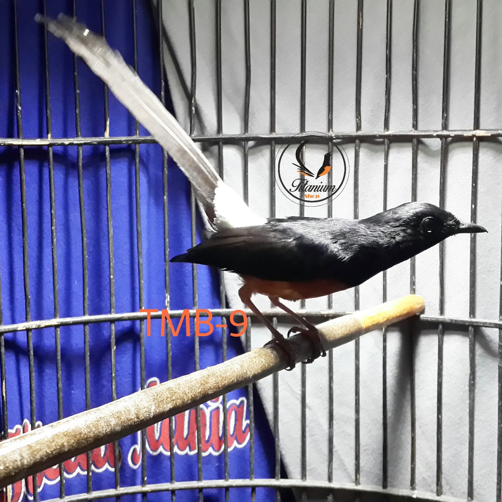 Murai Batu Titanium Medan Bahan TMB9 Titanium Bird Farm