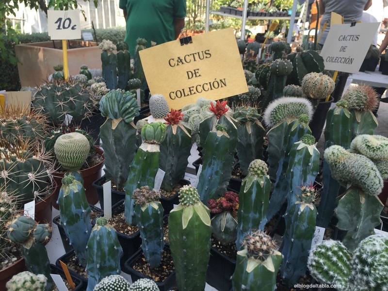 Cactus de Colección Jardín Botánico de Valencia V Encuentro de Otoño de Cactus y Suculentas