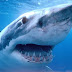 Como regenerar os dentes? Os tubarões podem ter a resposta