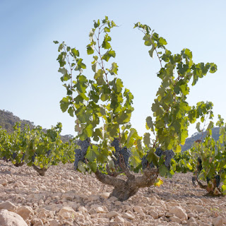 Uva Monastrell Pié Franco