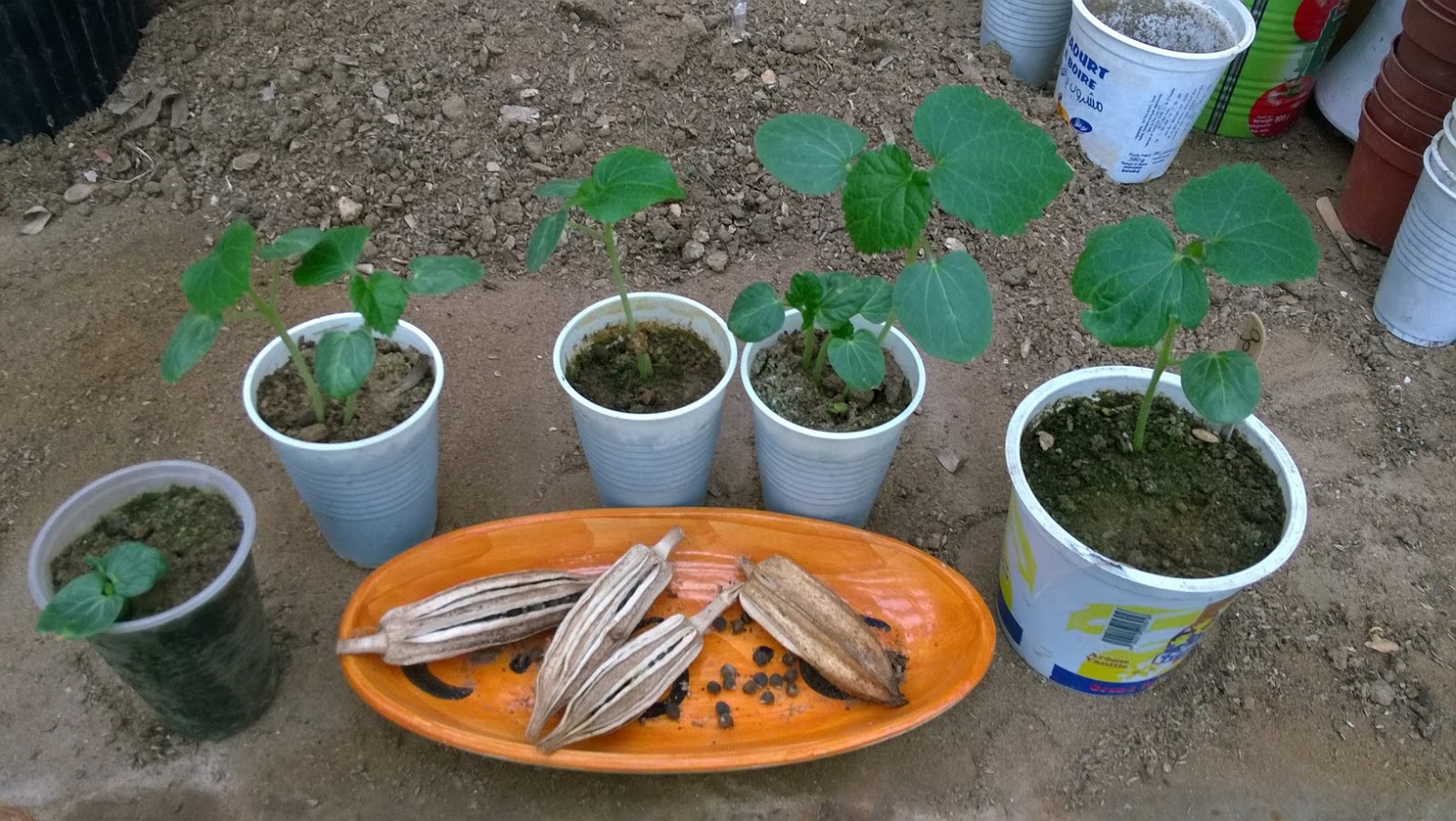 How To Grow Okra