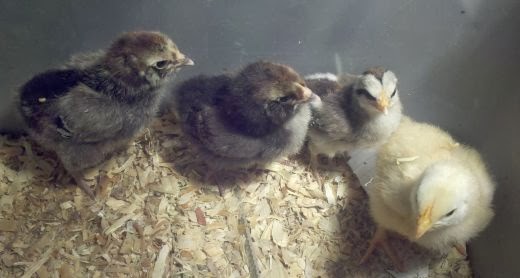 Brinsea Mini Eco egg incubator, best incubator for hatching quail, no muss no fuss incubator, coturnix quail