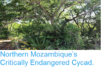 https://sciencythoughts.blogspot.com/2015/05/northern-mozambiques-critically.html
