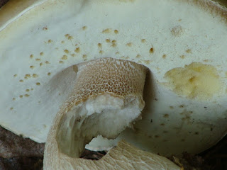 Boletus reticulatus DSC64935