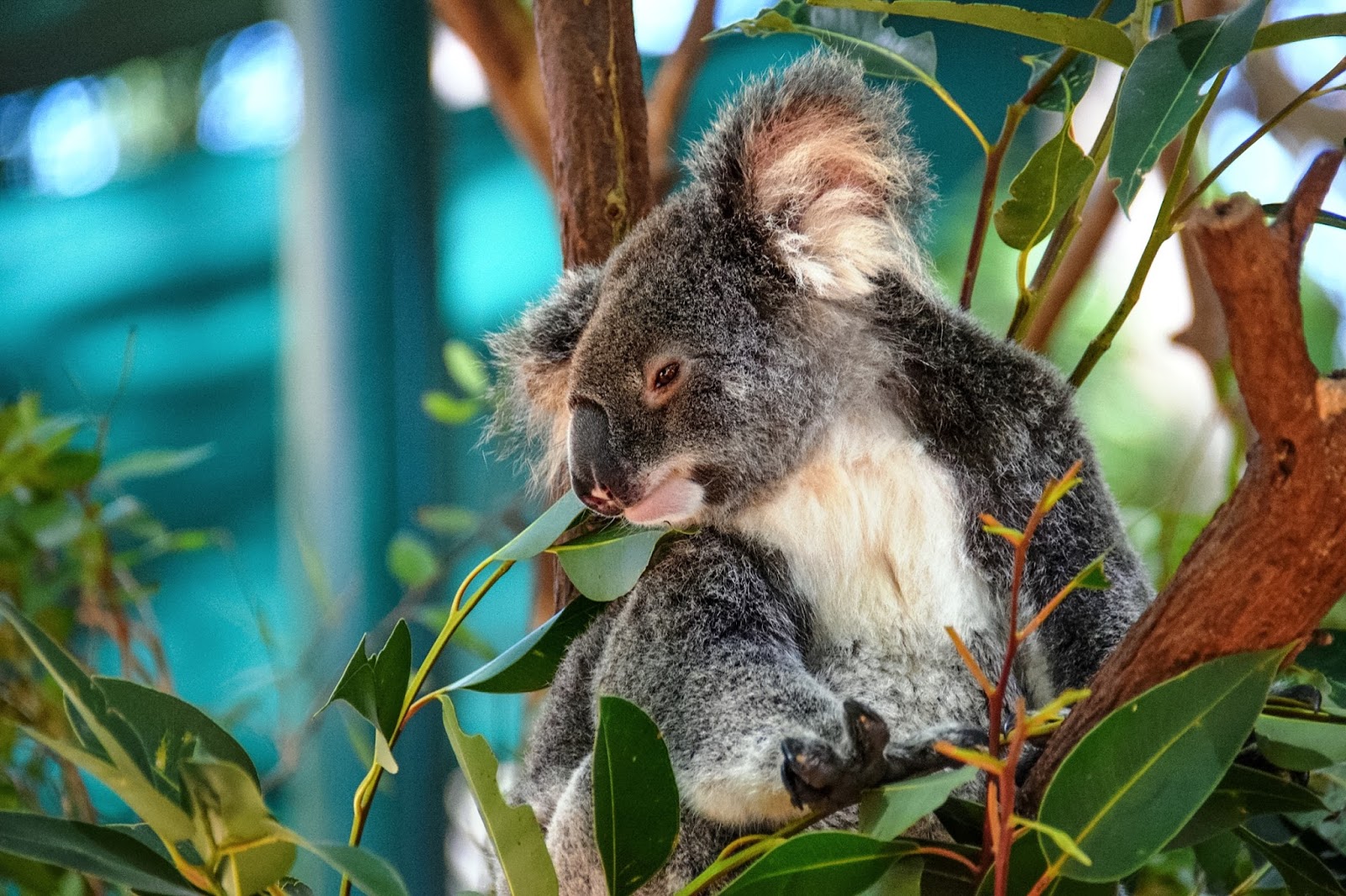 A Make Believe World Travel Blog Where To Hug A Koala In Australia