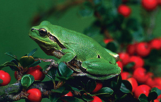 Perbedaan Vertebrata Invertebrata Serta Contohnya 2 Kumpulan