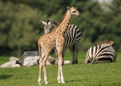The Commodore Hotel: Family Fun at Fota Wildlife Park - a wild day out!!!