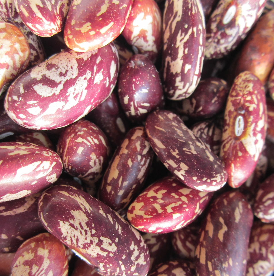 Mad Bird Designs UK Spring is nearly here Beans R Us