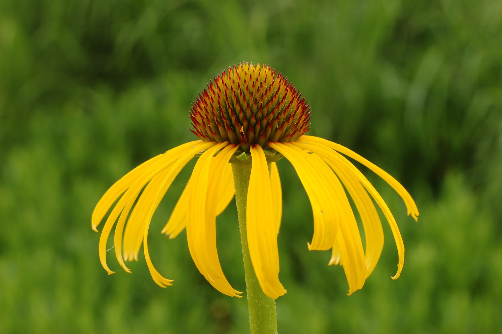Echinacea (Coneflower) Flowers