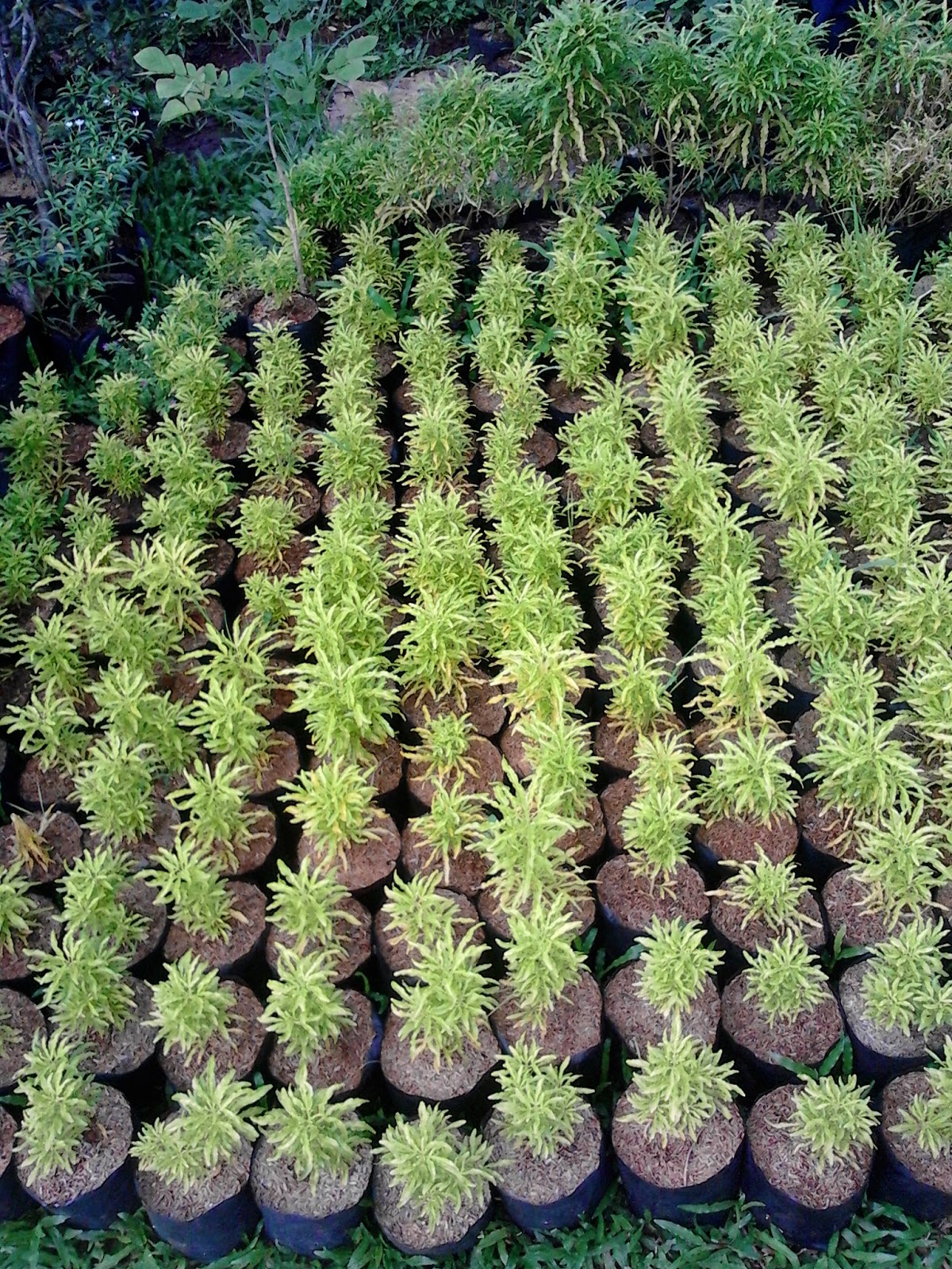 JUAL TANAMAN PERDU HIAS BROKOLI DAN MACAM-MACAM TANAMAN HIAS | JUAL