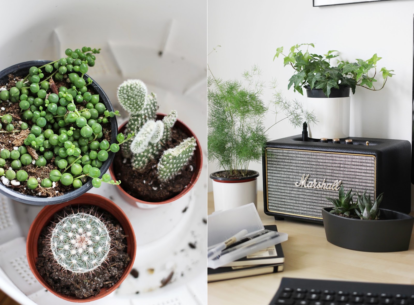 image of various succulents and cacti