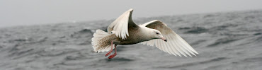 Glaucous Gull