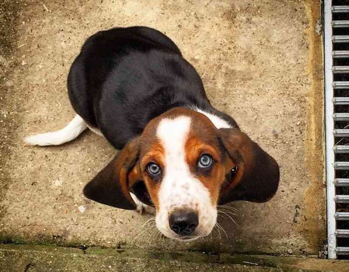 How to Train Your Dog to Poop and Pee in the Right Place
