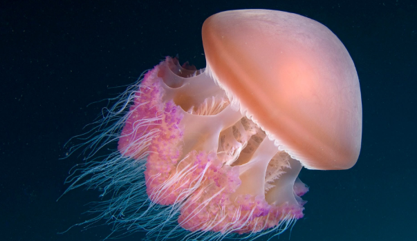 bị sứa biển cắn nên làm gì