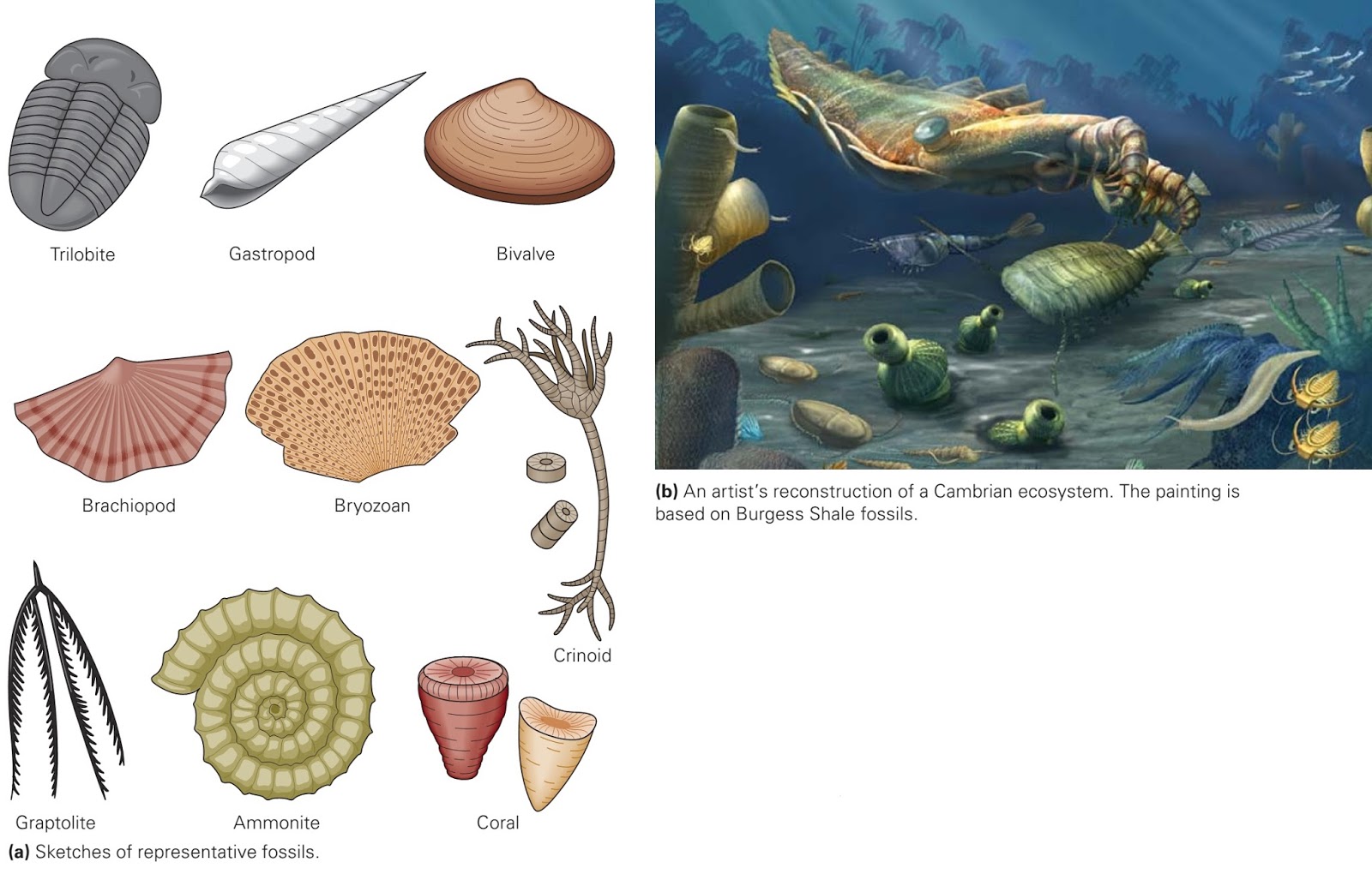 Learning Geology: Taxonomy and Identiﬁcation of fossils