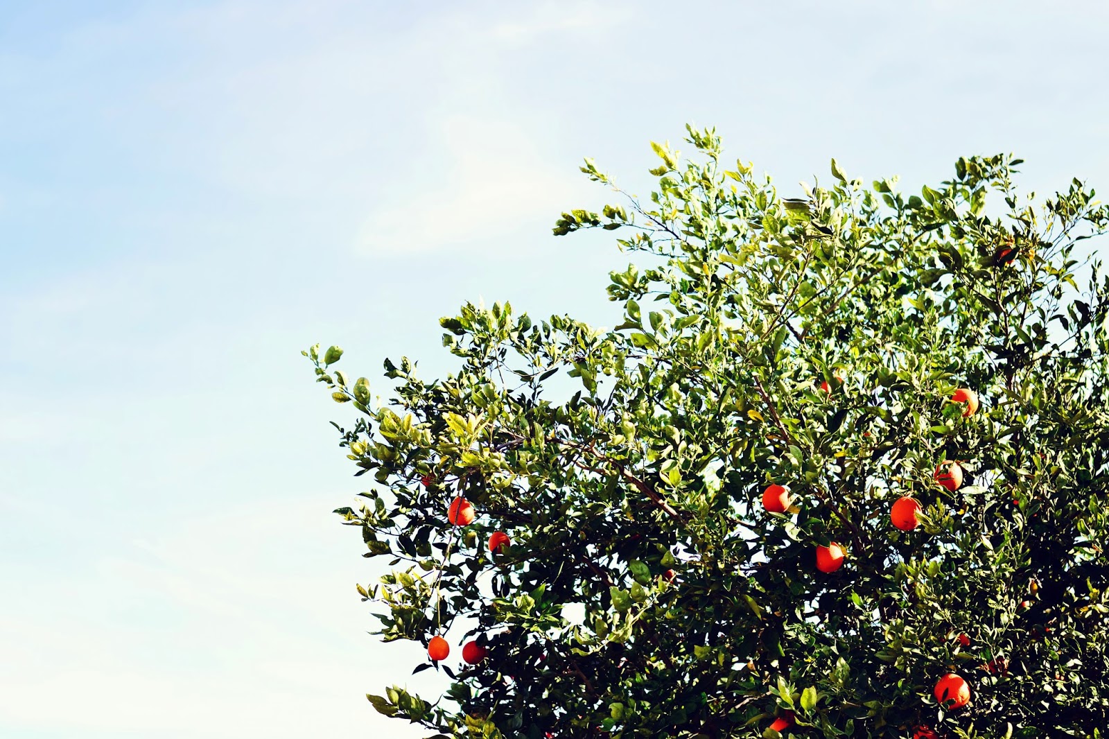 Daisy Faye Designs WEAR Anchors Aweigh